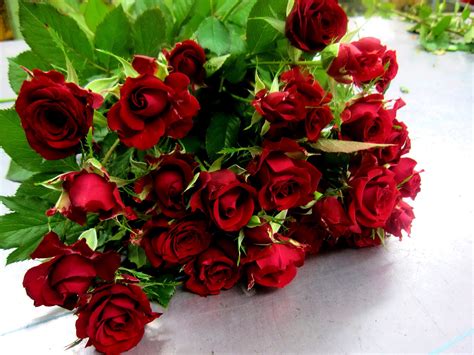 #755439 Roses, Many, Wine color - Rare Gallery HD Wallpapers