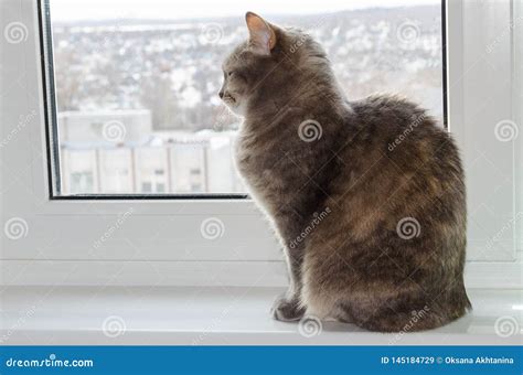 Short Hair Cat Sitting Sideways Stock Image - Image of themes, sitting ...