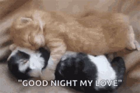 Kittens Hugging GIF - Kittens Hugging BestFriends - Discover & Share GIFs