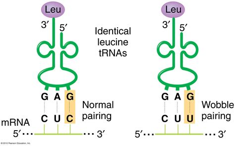 biochemistry - What is the explanation for the smaller number of tRNA than codons? - Biology ...