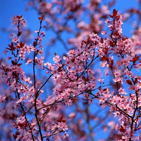 Ornamental apple tree - pruning and care for crab apple varieties