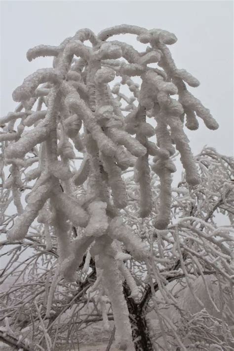 Freezing Fog Blankets Forest and Creates Surreal Frozen Landscape ...