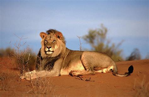 Namibia’s Incredible Desert Adapted Animals