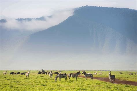 Ngorongoro Crater | Ngorongoro Conservation Area | Tanzania - Arusha Trips