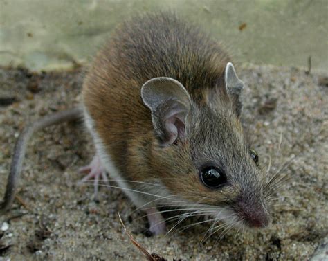 ADW: Peromyscus leucopus: PICTURES