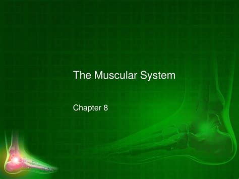 PPT - The Muscular System PowerPoint Presentation, free download - ID:9112017