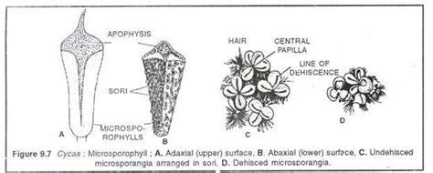 Cycas Diagram