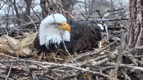 Decorah eagle lays first egg