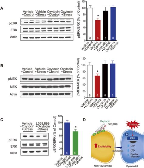 Oxytocin, stress, and extracellular signal-regulated kinase (ERK)... | Download Scientific Diagram