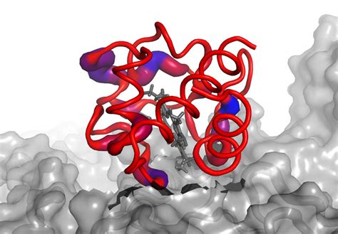 Cytochrome c undergoes structural changes upon change in redox state ...