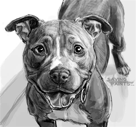 Pitbull Sketch Drawing at PaintingValley.com | Explore collection of ...