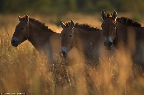 Endangered species thriving around Chernobyl | Daily Mail Online