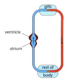 Fish Circulatory System