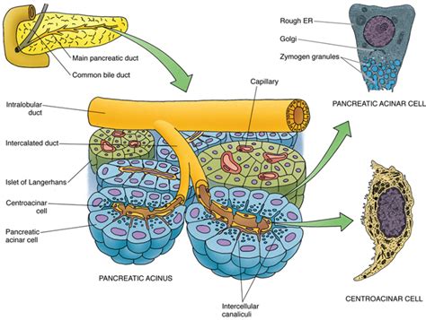 interlobar interlobular ducts in pancreas - Google Search | Pancreas ...