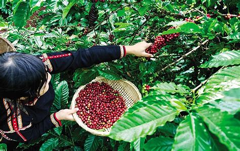 Indonesia craves Vietnamese coffee