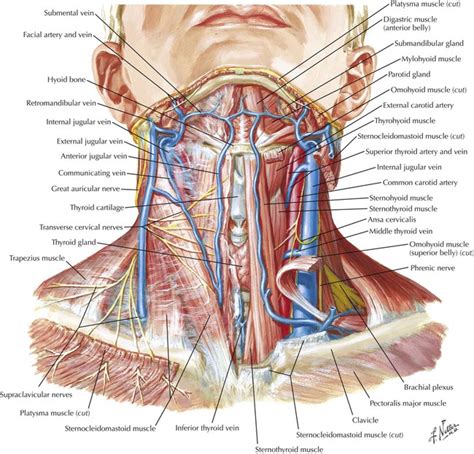 Head and Neck | Radiology Key