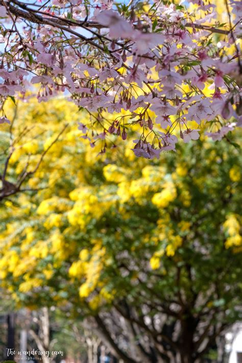 5 mimosa flowers x sakura spots in Tokyo — the wandering cam