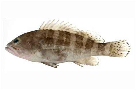 Epinephelus sexfasciatus