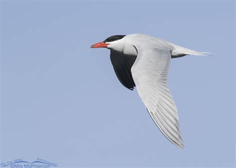 Spring Caspian Tern Photos Plus A Bonus Osprey Image - Mia McPherson's ...