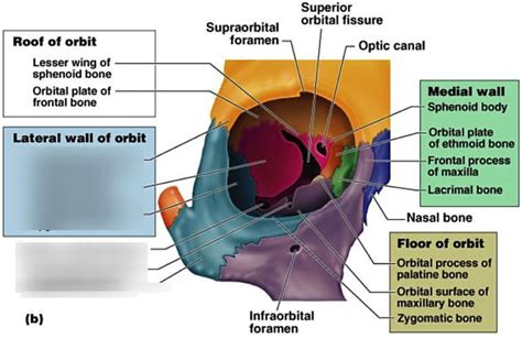 Orbital Bone Anatomy - Anatomical Charts & Posters