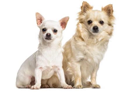 The top 30 Chihuahua mixes that you’ll absolutely adore - K9 Web