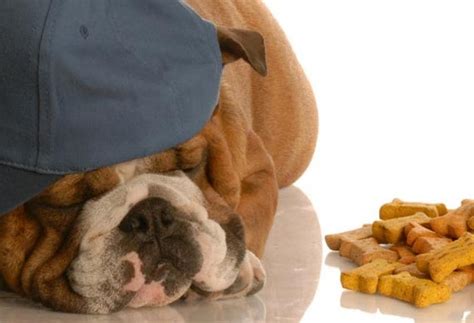 Top 10 Signs of Heart Disease in Dogs | PetMD