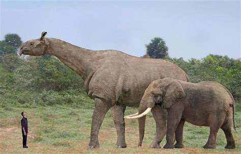 baluchitherium - Liberal Dictionary