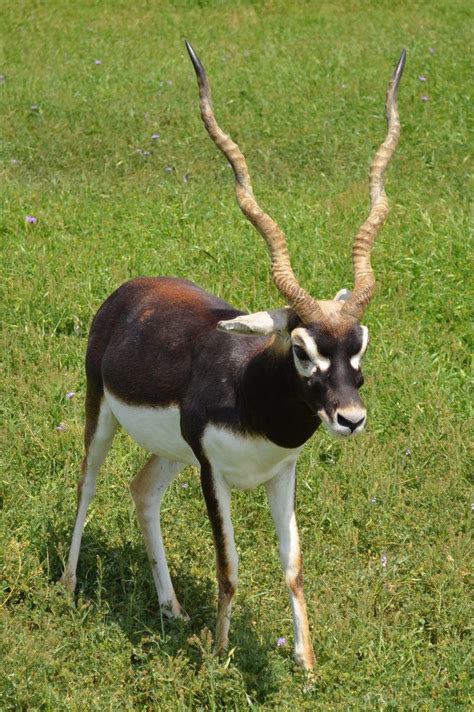 17 Best images about Blackbucks on Pinterest | Horns, Zoos and Wild life