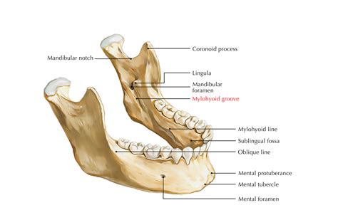 Mylohyoid Groove (Mylohyoid Fossa) – Earth's Lab