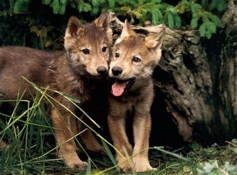 10+ images about baby wolf cubs on Pinterest | Wolves, Mothers and Baby ...