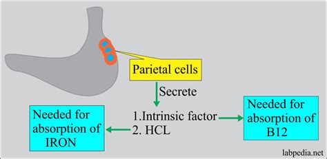 Anemia:- Part 3 - Megaloblastic Anemias, Macrocytic, Vitamin B12 and Folic Acid Deficiency, and ...