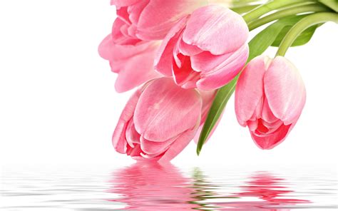 Free Spring Screensavers wallpaper | 1024x768 | #7496