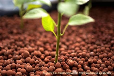 Introduction to Aquaponics: Growing Fish and Vegetables Together