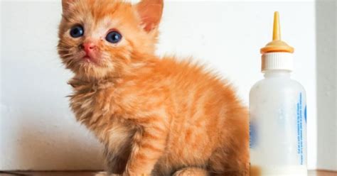 Want to Save Lives of Orphaned Kittens? This Is How You Do It | PetGuide