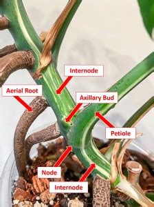 Propagating Monstera Deliciosa | Plant Care - Monstera Houseplant Guide