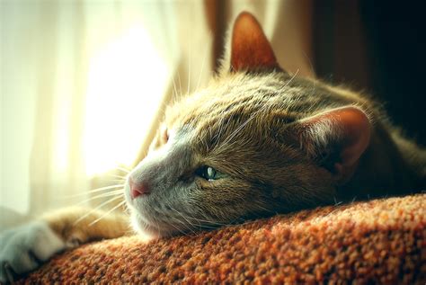 Causes, Signs, and Treatment of Mouth Cancer in Cats - Zumalka