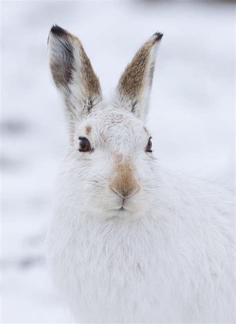 Mountain Hare in the Snow - Lepus Timidus #3 Photograph by Karen Van Der Zijden