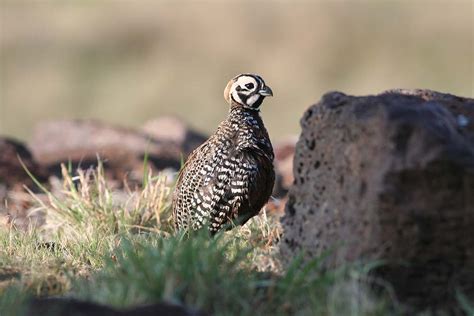 MONTEZUMA QUAIL – POPULATION CHARACTERISTICS – BORDERLANDS RESEARCH ...