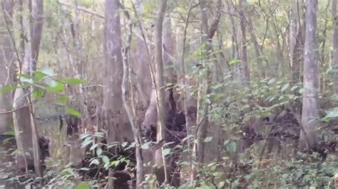 WATCH: Bigfoot sighting in Mississippi? - YouTube