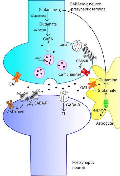 GABA - Supplement, Dosage - What does GABA do?