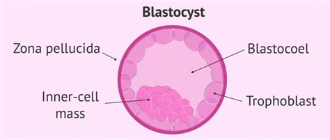 Blastocyst-stage embryo