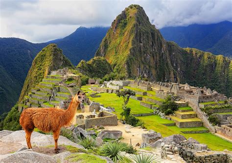 Machu Picchu Llama Jigsaw Puzzle