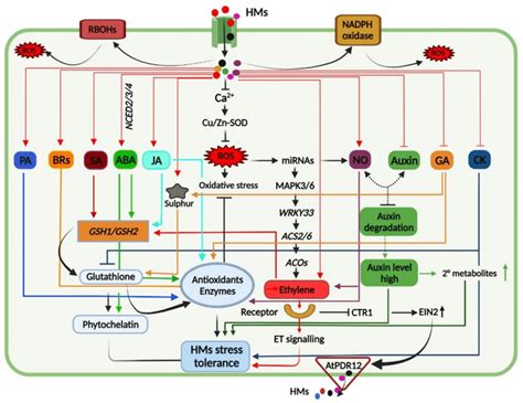 A graphical depiction highlighting interactions and crosstalk among... | Download Scientific Diagram