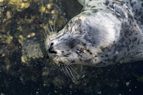 It's seal pup season: A reminder to stay 100 feet away from pups on beach - My Edmonds News