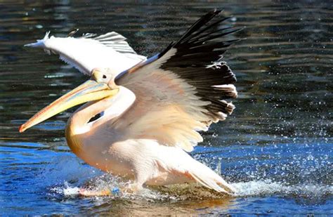 Pelican - Description, Habitat, Image, Diet, and Interesting Facts