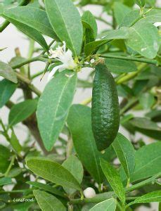 Australian Finger Lime (Caviar Lime) and how to use it