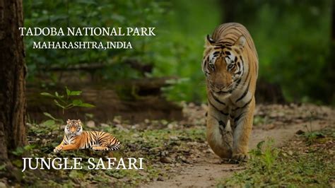 The Tadoba Andhari Tiger Reserve is a wildlife sanctuary in Chandrapur ...