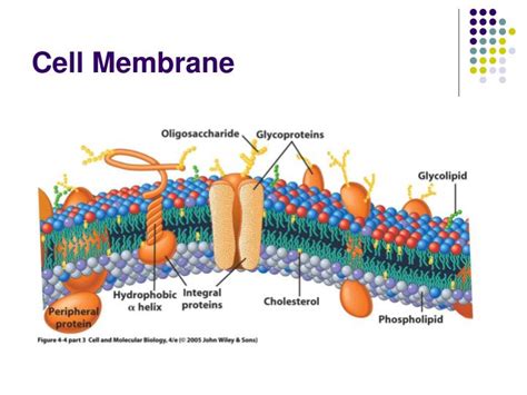 PPT - Lipids, Membranes & the First Cells PowerPoint Presentation - ID:390113