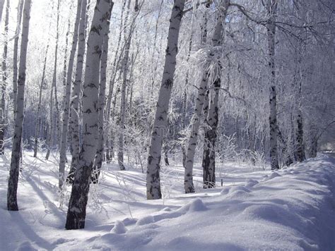 Hoar-frost stock image. Image of seasonal, morning, spring - 19777003