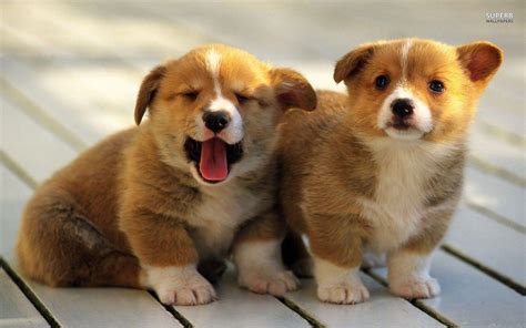 Corgi Wallpapers - Wallpaper Cave